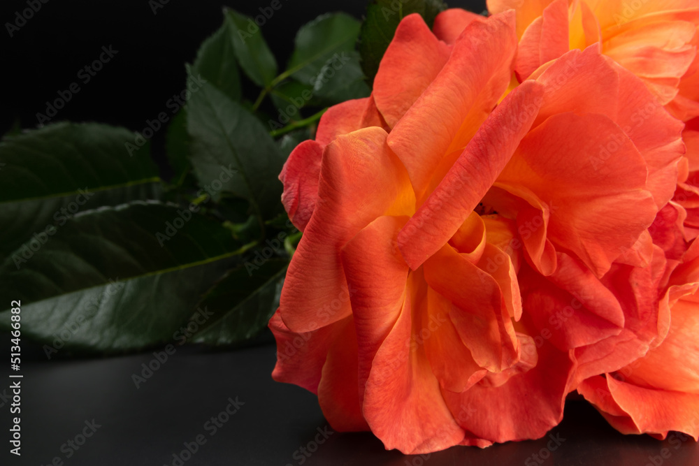 Orange roses photographed against a dark background Orange roses photographed against a dark background