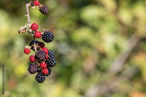 Blackberry fruit (genus Rubus) isolated on a natural pale green hedge background
