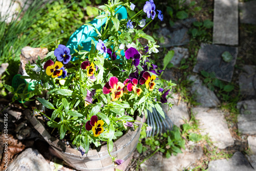 Fototapeta Naklejka Na Ścianę i Meble -  decorative flower bed with pansies in wooden tub on path near country house