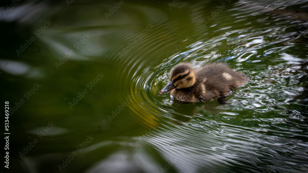 Fototapeta premium pato bebé