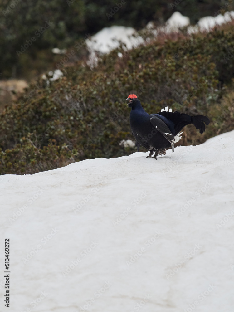 wildlife photo of a Black Grouse - Lyrurus tetrix wildlife photo of a Black Grouse - Lyrurus tetrix