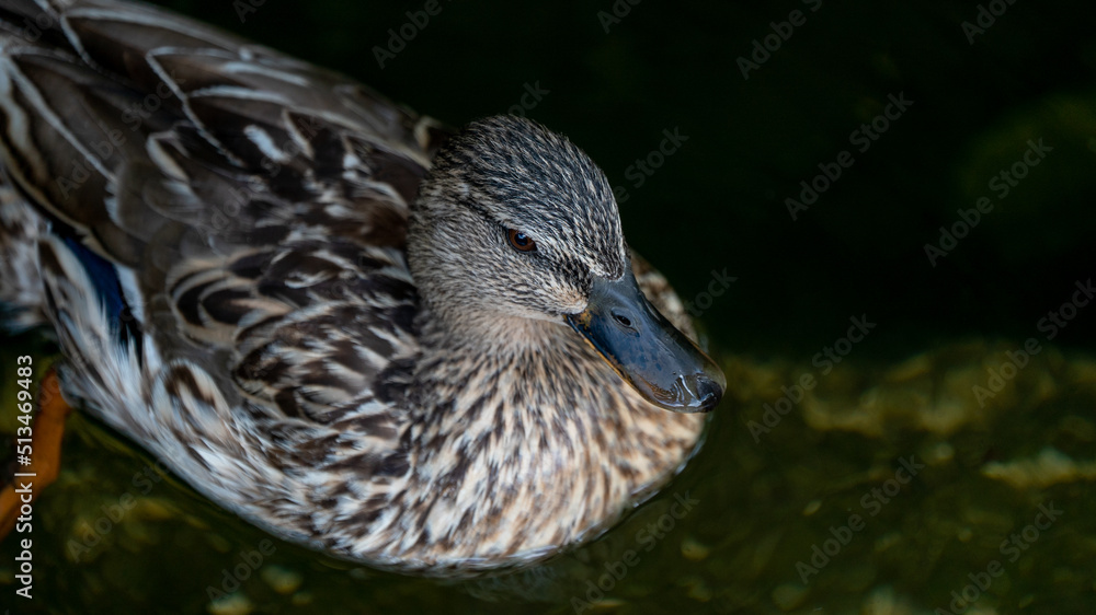 Fototapeta premium pato água ave 