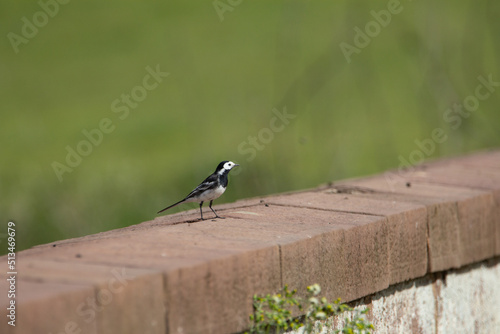 Pied wagtail (Motacilla alba) isolated on top of a wall with a natural green field background