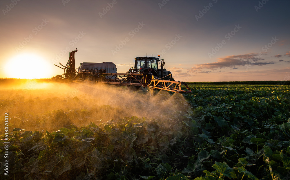 Fototapeta premium Tractor spraying vegetable field in sunset.