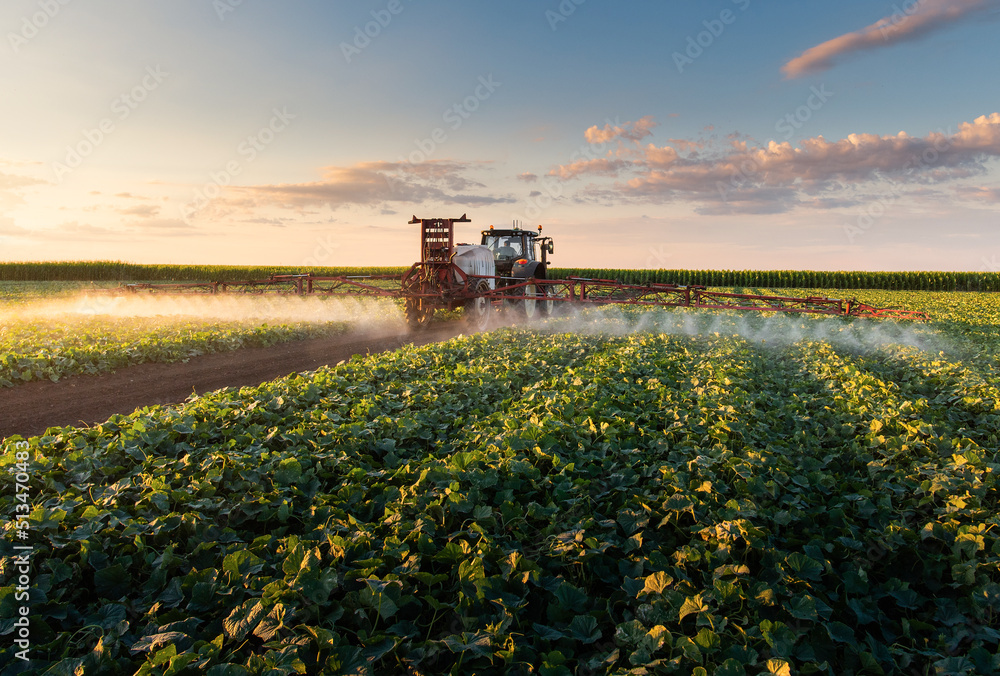 Fototapeta premium Tractor spraying vegetable field in sunset.
