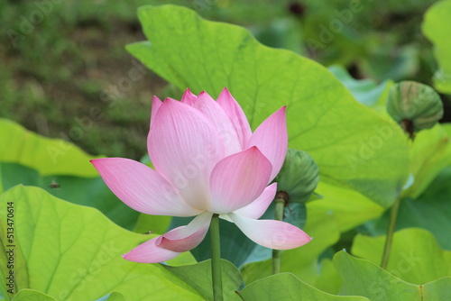single pale pink Indian lotus  Nelumbo nucifera  flower and buds with leaves
