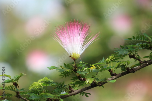 single red and white Surinam Powder Puff Tree (Calliandra surinamensis) flower isolated on a natural green background photo