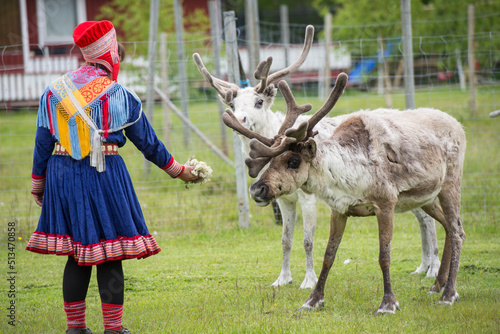 Sami woman feeding reindeer, in captivity. photo