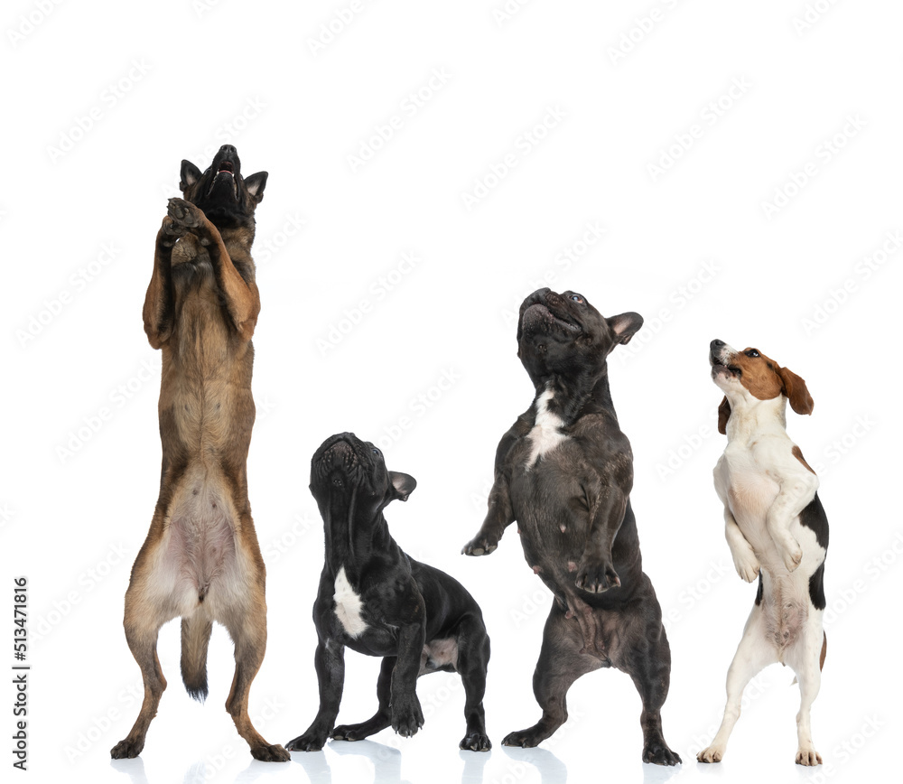 4 purebred dogs looking up and standing on back legs