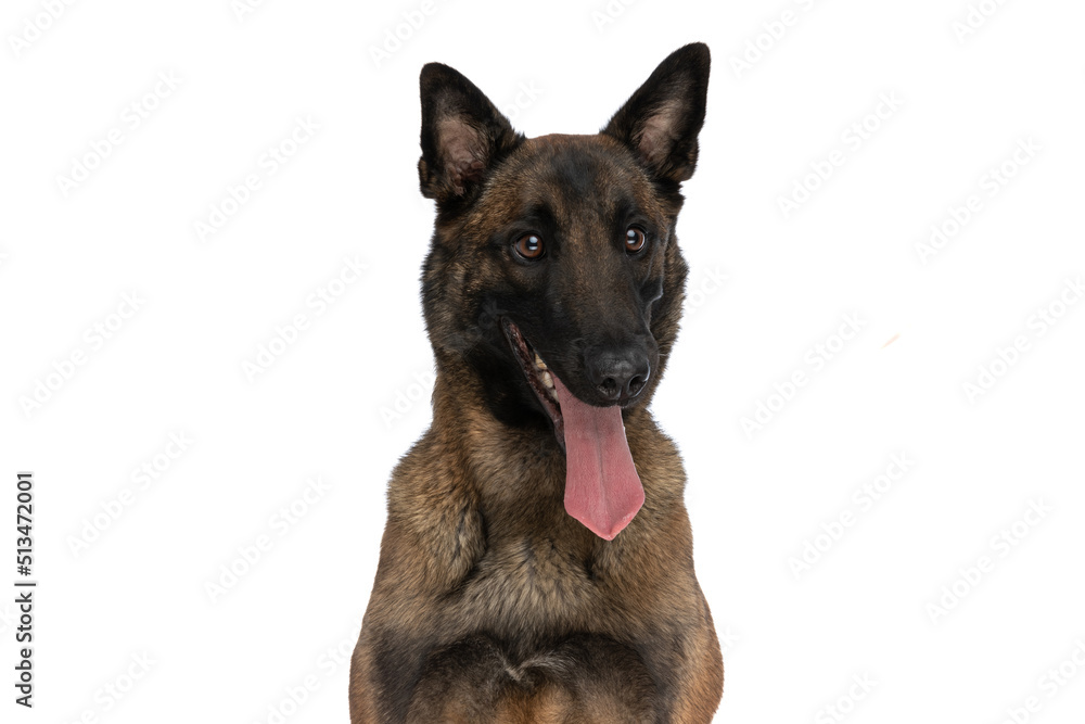 lovely belgian shepherd puppy with tongue out looking away lovely belgian shepherd puppy with tongue out looking away