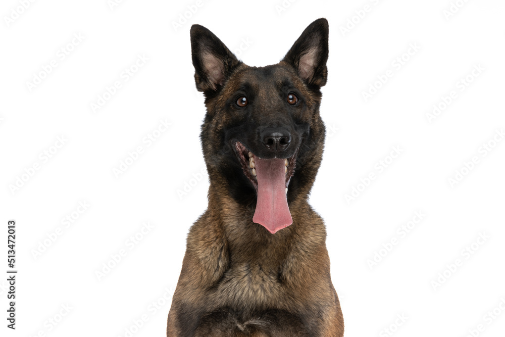 portrait of adorable belgian shepherd dog being happy and sticking out tongue