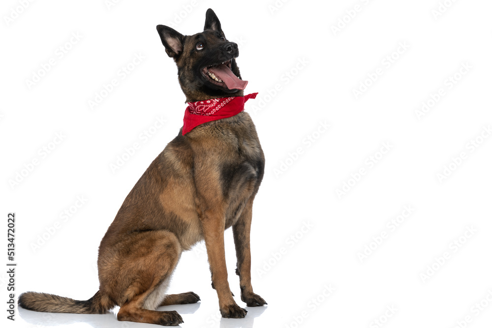 excited belgian shepherd puppy with tongue exposed looking up