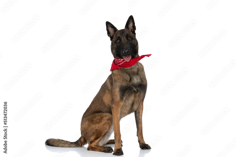 adorable belgian shepherd puppy with red bandana panting