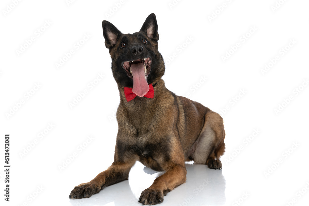 excited belgian shepherd dog with bowtie looking up and panting