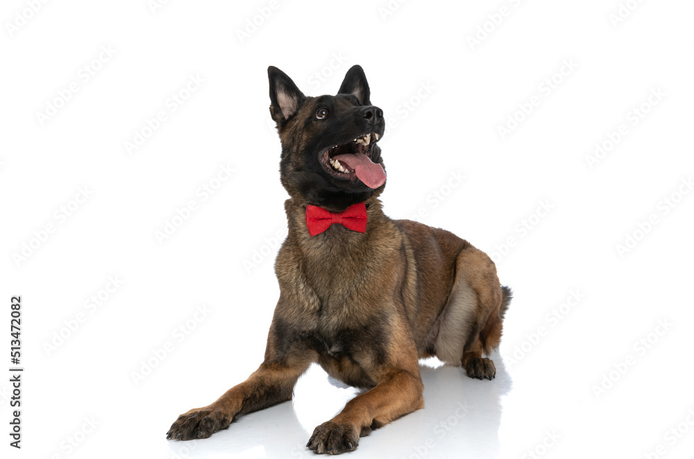 Obraz premium enthusiastic belgian malinois dog looking up and sticking out tongue