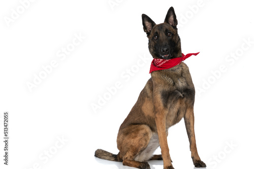 side view of cute belgian malinois dog wearing red bandana