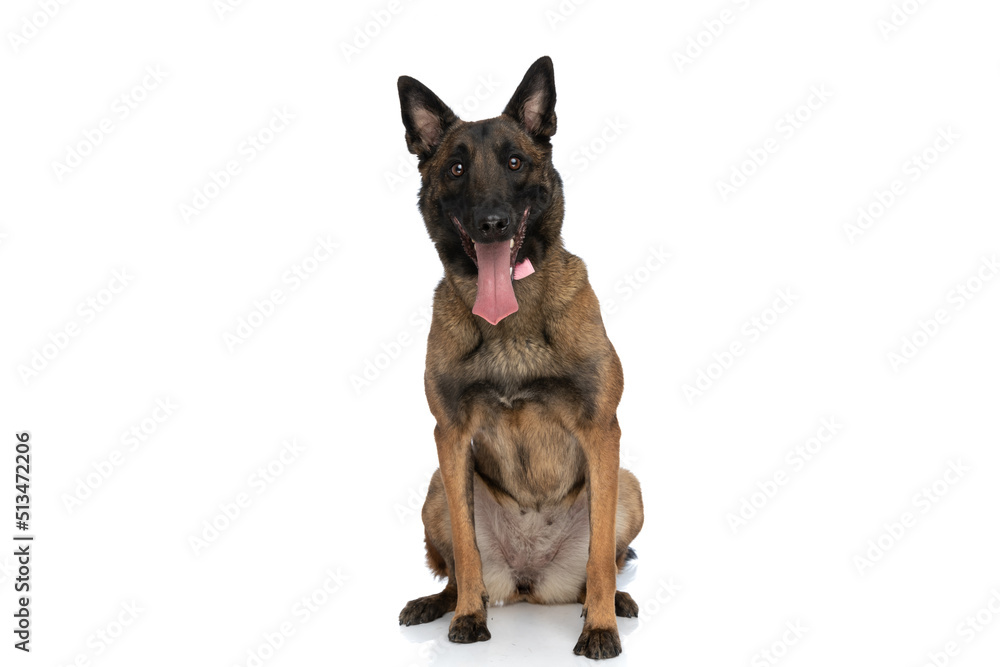 happy little belgian malinois dog with bowtie sticking out tongue