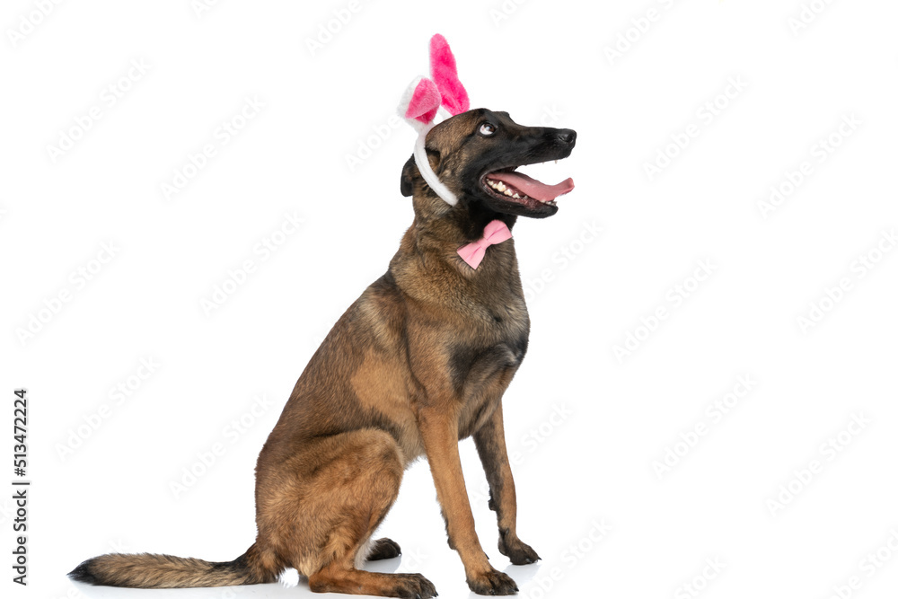 side view of beautiful belgian shepherd with bunny ears headband looking up side view of beautiful belgian shepherd with bunny ears headband looking up