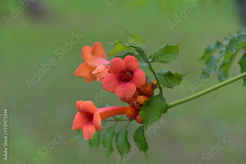 ノウゼンカズラの赤い花
