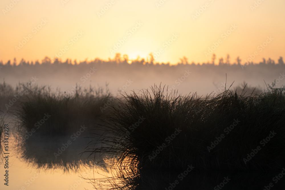 Great Kemeri Bog in Sunrise. Kemeri, Latvia. Travel Baltic countries