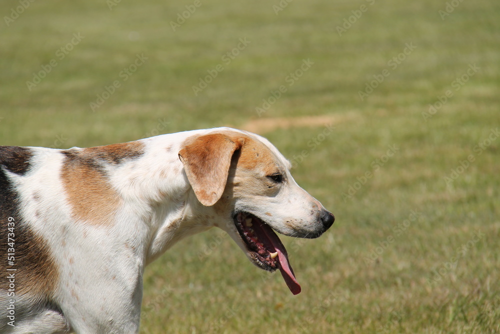 The Head and Face of a Foxhound Hunting Dog.