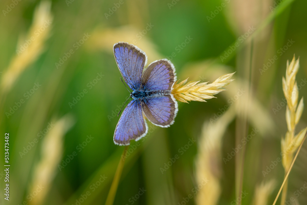 Bläuling Schmetterling auf einer Wiese Bläuling Schmetterling auf einer Wiese