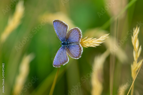 Bläuling Schmetterling auf einer Wiese photo