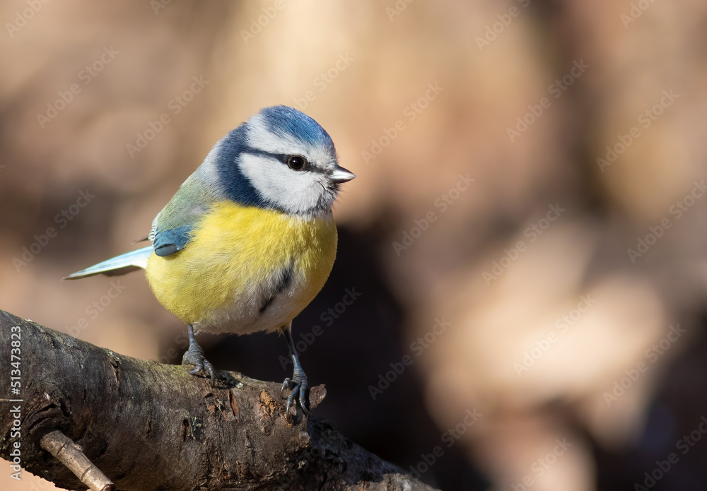 Eurasian blue tit, Cyanistes caeruleus. A bird sits on a branch Eurasian blue tit, Cyanistes caeruleus. A bird sits on a branch