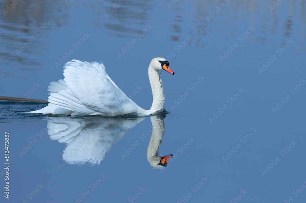 Fototapeta premium Mute swan, Cygnus olor. In the early morning, a majestic bird floats on the blue waters of the river