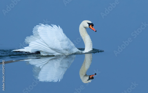 Fototapeta Naklejka Na Ścianę i Meble -  Mute swan, Cygnus olor. In the early morning, a majestic bird floats on the blue waters of the river