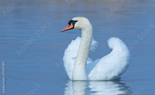 Mute swan, Cygnus olor. A bird floats on the river