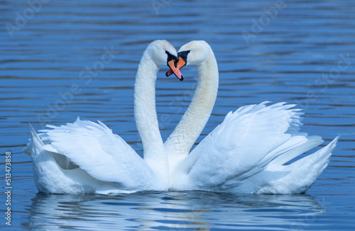 Mute swan  Cygnus olor. A male and a female. The dance of love