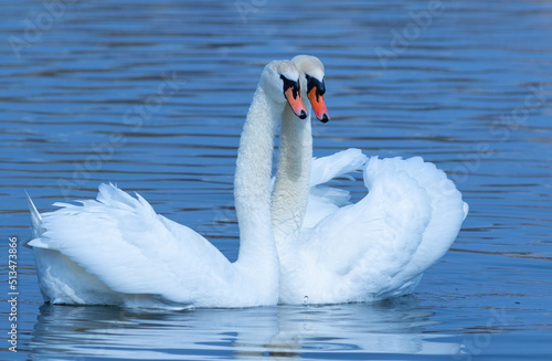 Mute swan  Cygnus olor. A male and a female. The dance of love