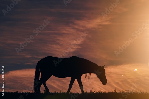 horse silhouette in the meadow and beautiful sunset background © Ismael