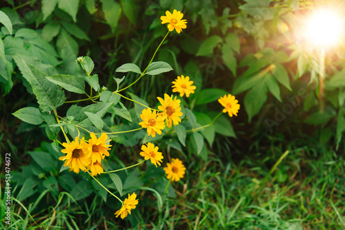 Echinacea yellow, yellow flowers in the garden 