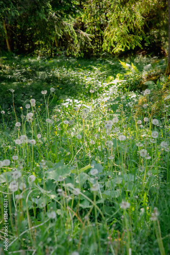 Dandelion in summer forest
