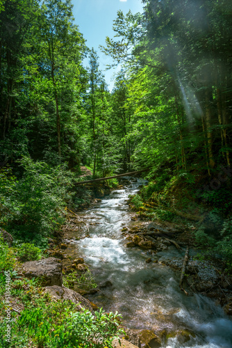 Cool stream in summer forest