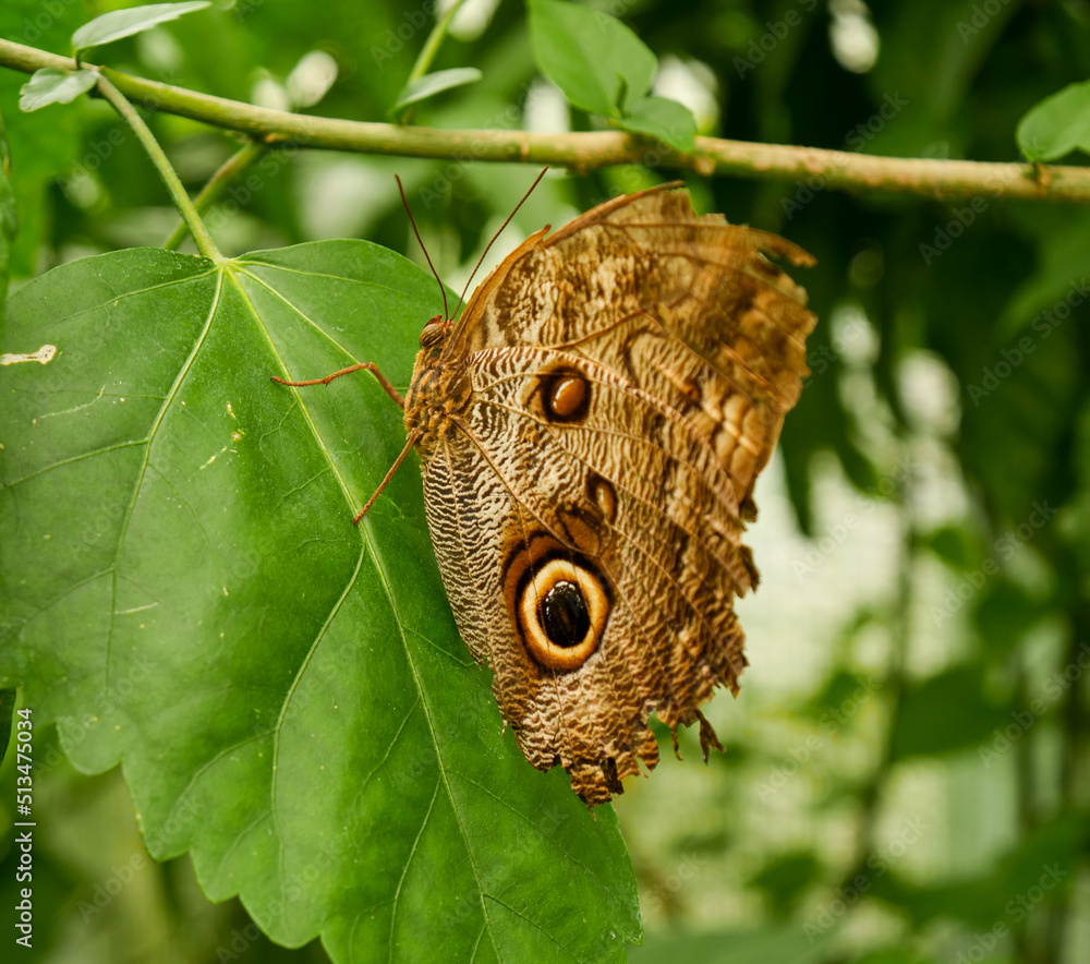 Fototapeta premium Mariposa