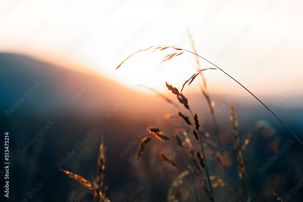 sunrise in the field sunrise in the field
