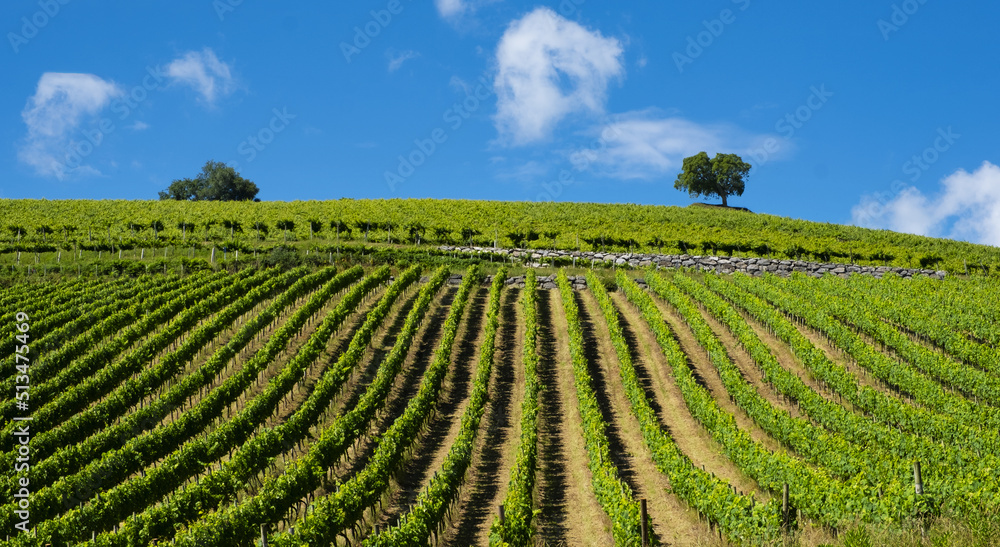 Vineyards for the production of wine in Getaria, coast of Euskadi