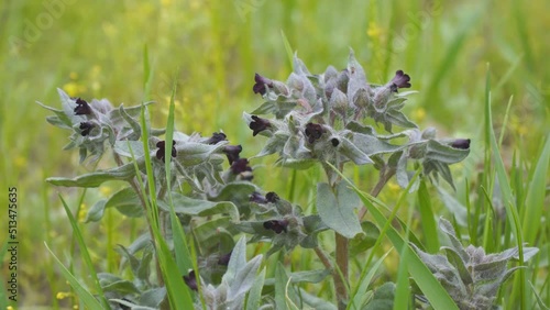 Purple flowers of the medicinal plant monkswort in the meadow. Blooming Nonea rossica photo