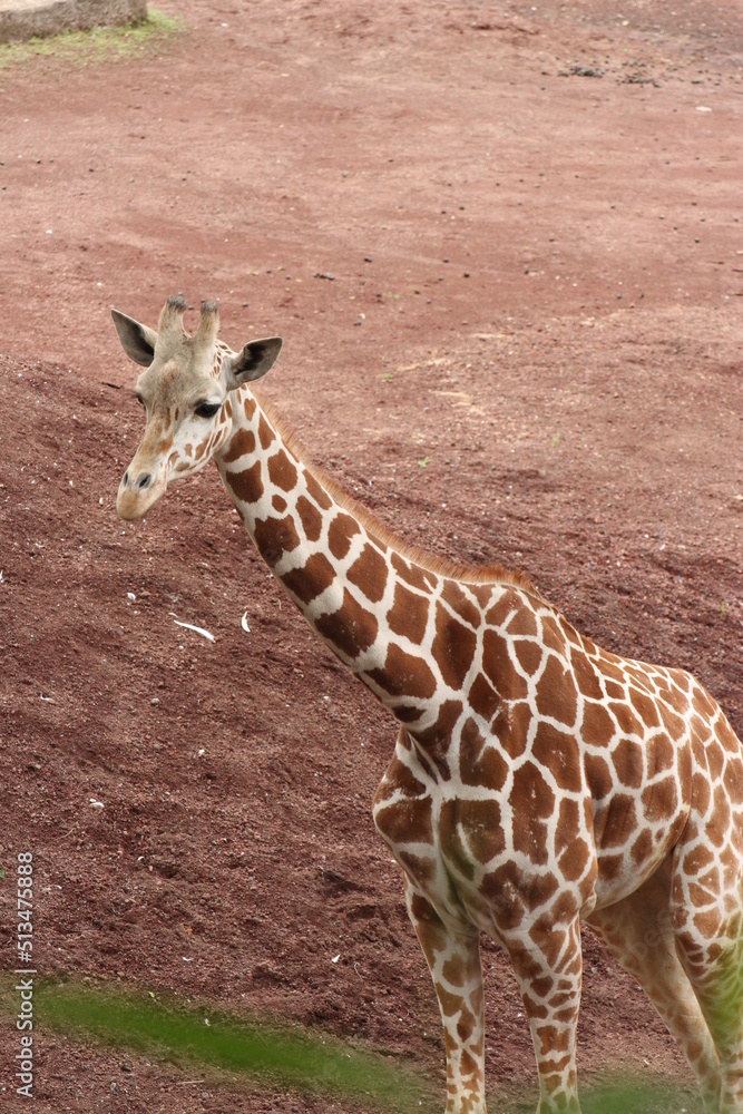 Obraz premium 斜め上から見たキリン