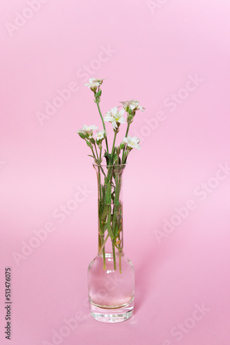 White flowers in a vase on a pink background. Minimalism. Design element.