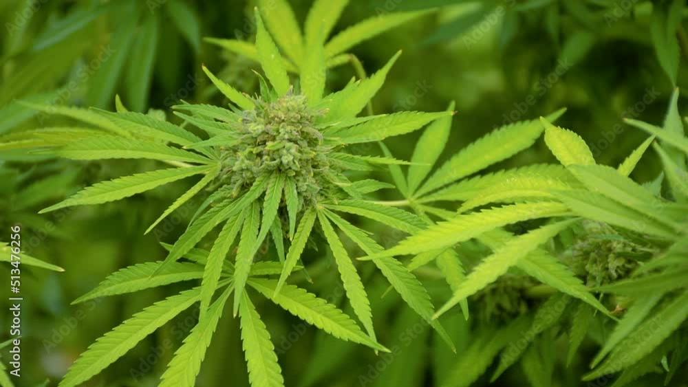 Hemp Plants. Out door grow hemp. Green background of hemp. Hemp Plants. Out door grow hemp. Green background of hemp.