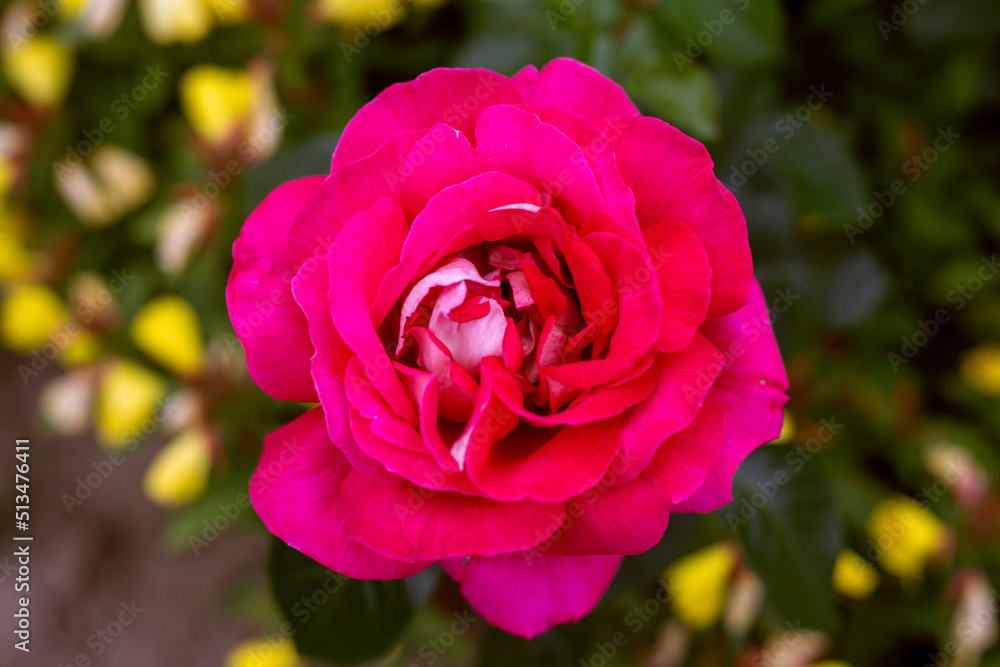 beautiful blooming red rose on a summer day beautiful blooming red rose on a summer day