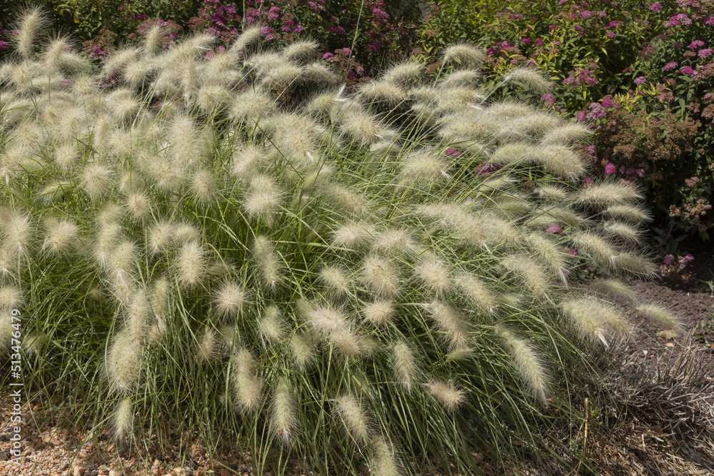 Pennisetum villosum StockFoto Adobe Stock