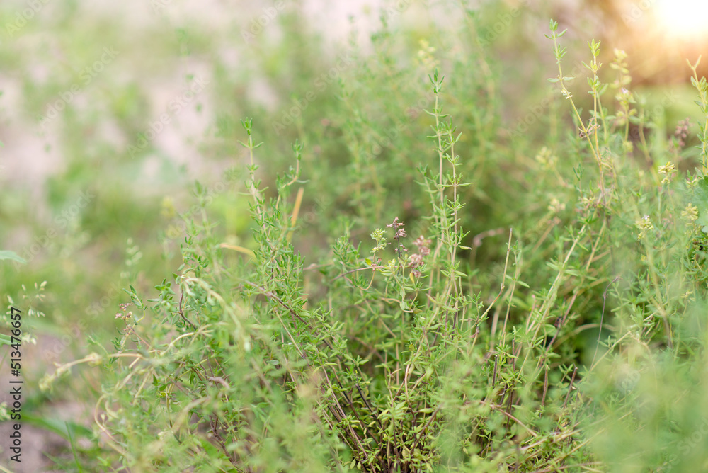Thyme plant in the garden. Organic fresh herb. Herbaceous plant thyme ordinary. Farming in the village. Thyme plant in the garden. Organic fresh herb. Herbaceous plant thyme ordinary. Farming in the village.