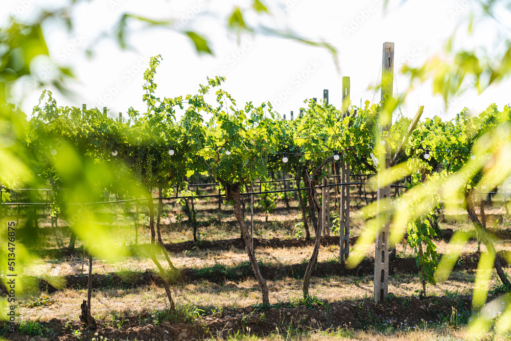Row of vineyards in June. Italian vineyards in the Valpolicella area. Row of vineyards in June. Italian vineyards in the Valpolicella area.