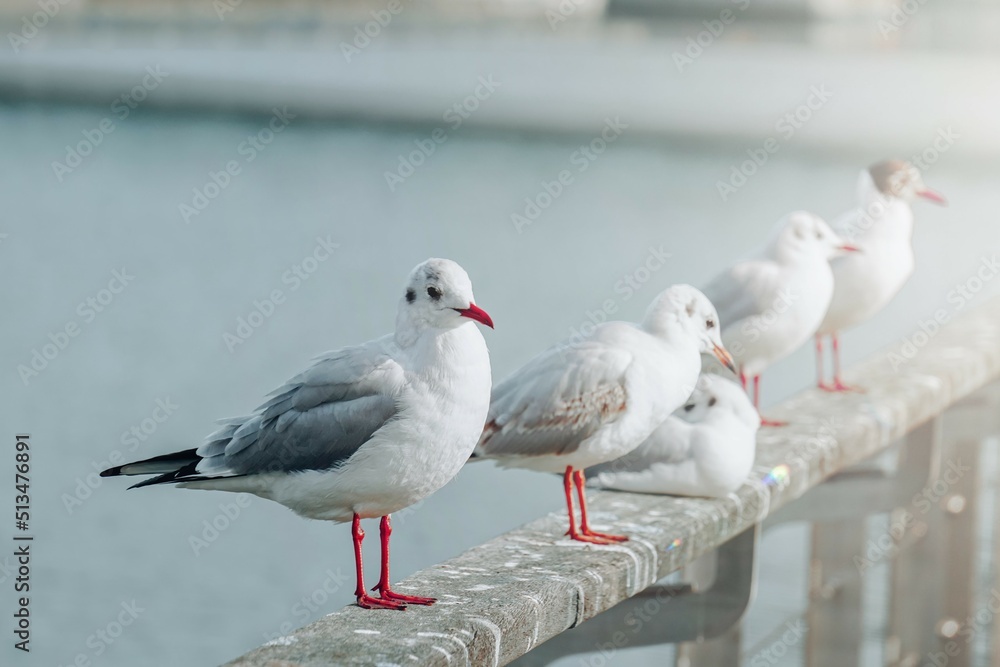 saegulls resting in the seaport