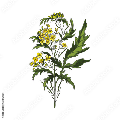 Mustard food seasoning ingredient, hand drawn vector illustration isolated.